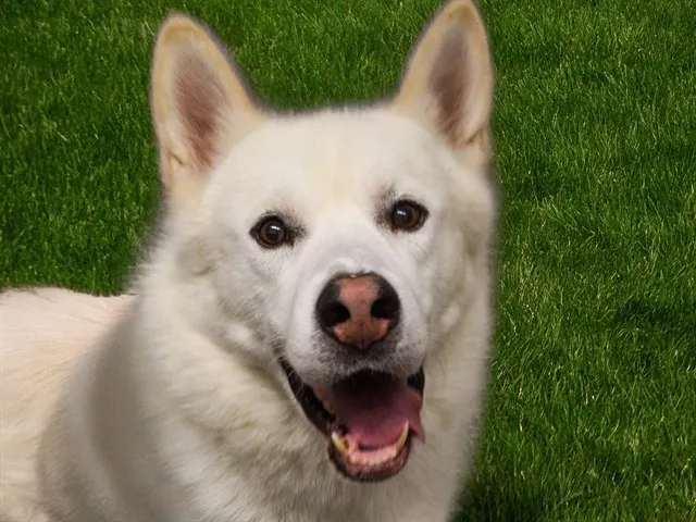 Togo