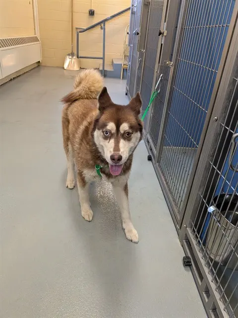 Mya