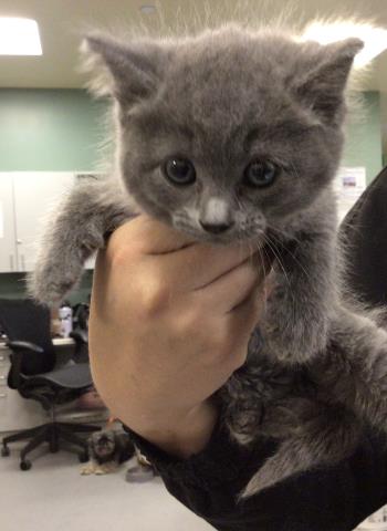 Simba