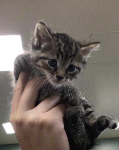 Nala