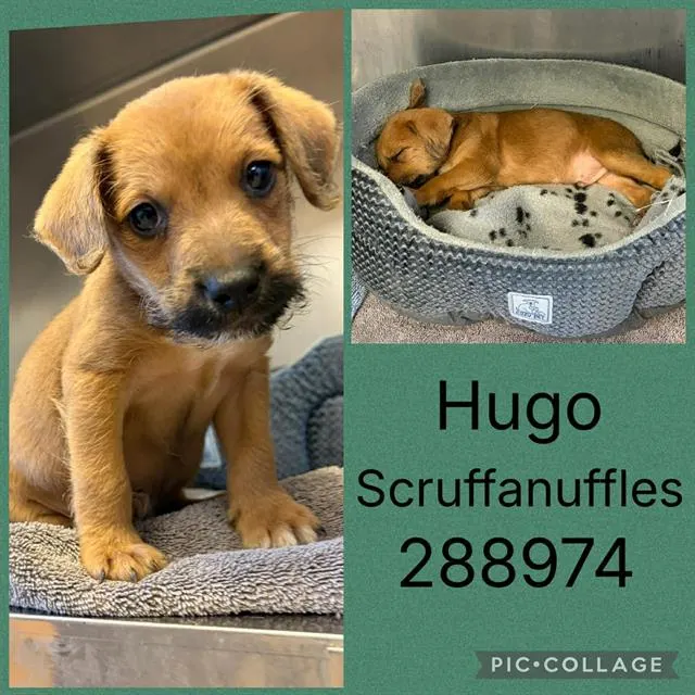 Hugo Scruffanuffles