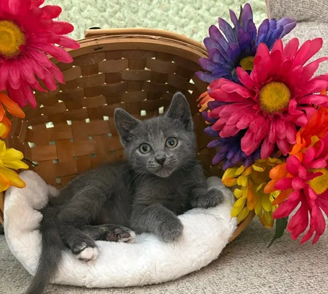 Pepper