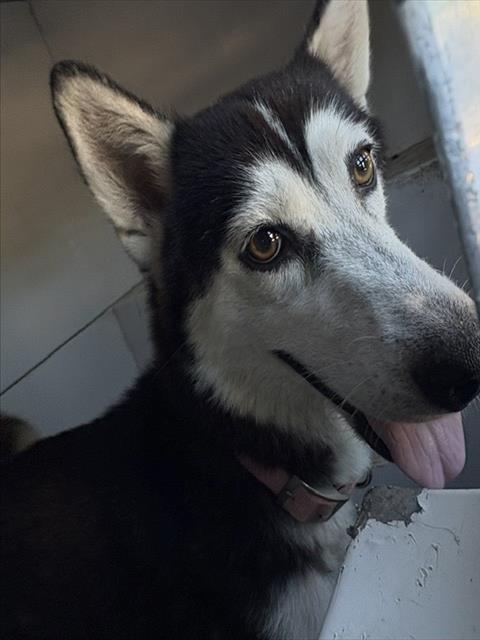 Adoptable Dog
