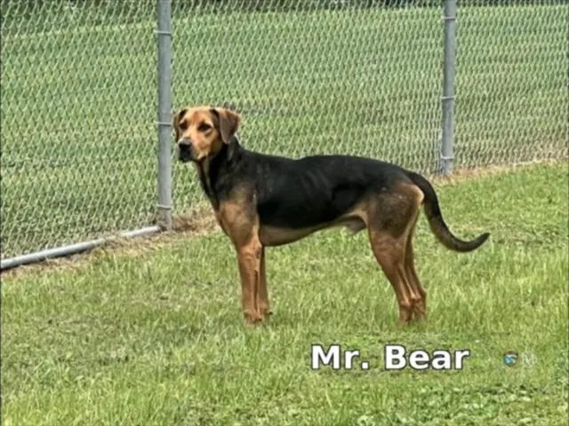 Mr Bear
