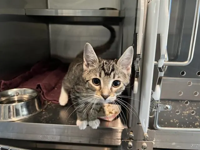 Lucille