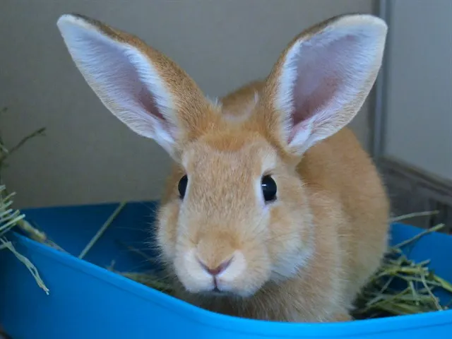 Peaches