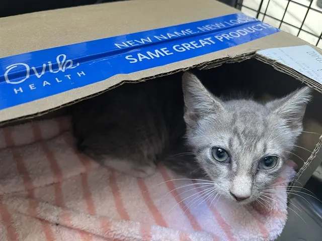 Adoptable Cat