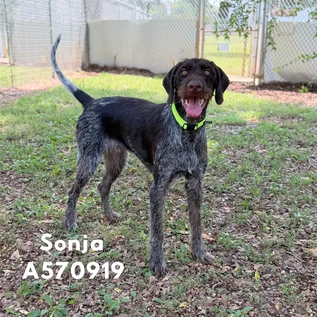 Sonja