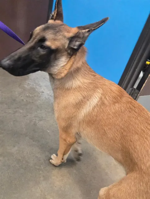 Adoptable Dog