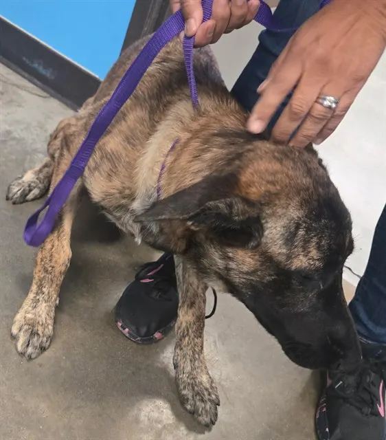 Adoptable Dog