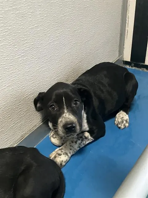Adoptable Dog