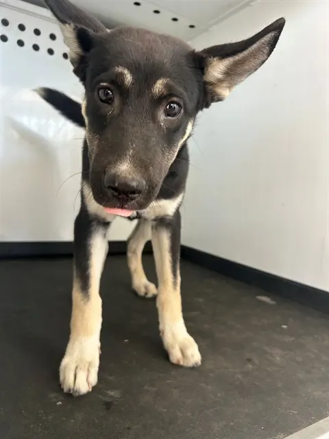Adoptable Dog