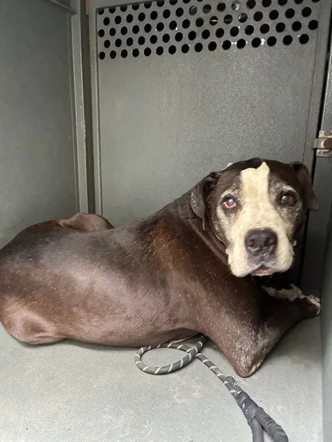 Adoptable Dog