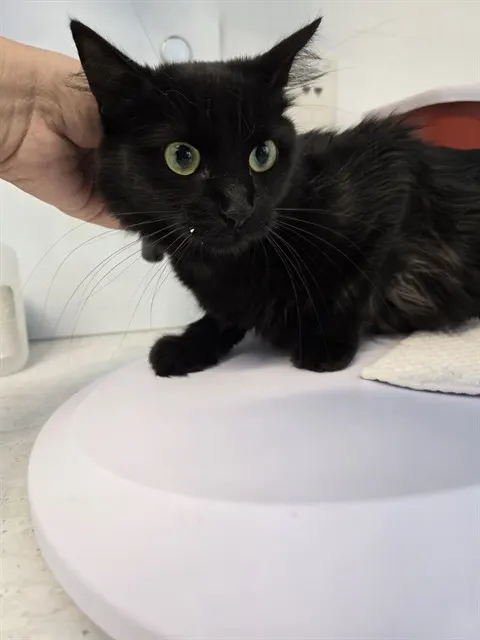 Salem