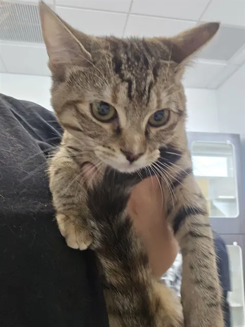 Tigger
