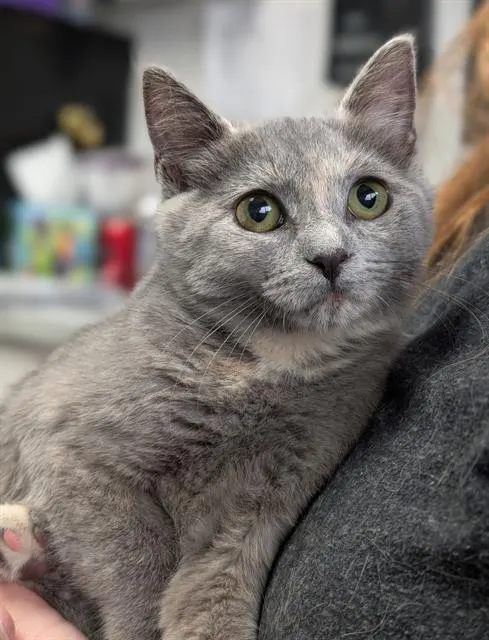 Connita