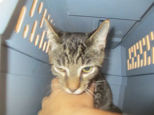 Adoptable Cat