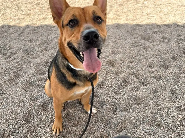 Kovu