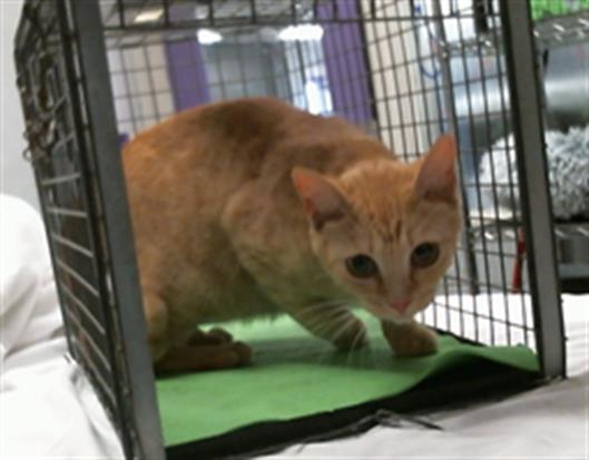 Adoptable Cat