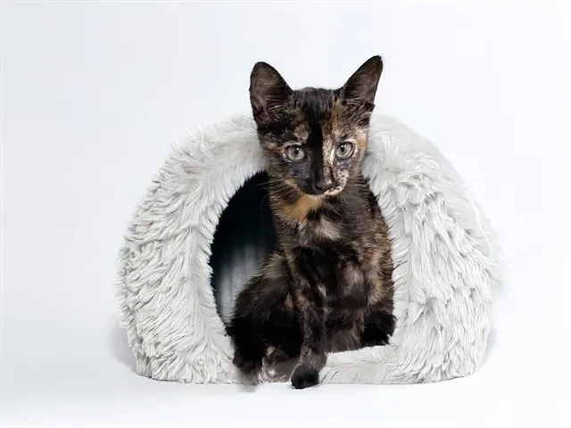 Cleo