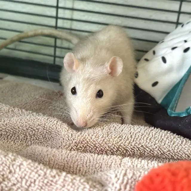 Casper