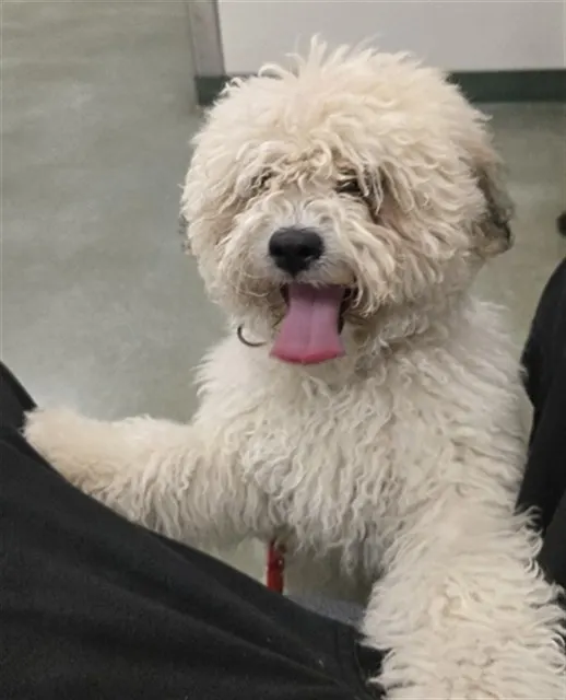 Adoptable Dog