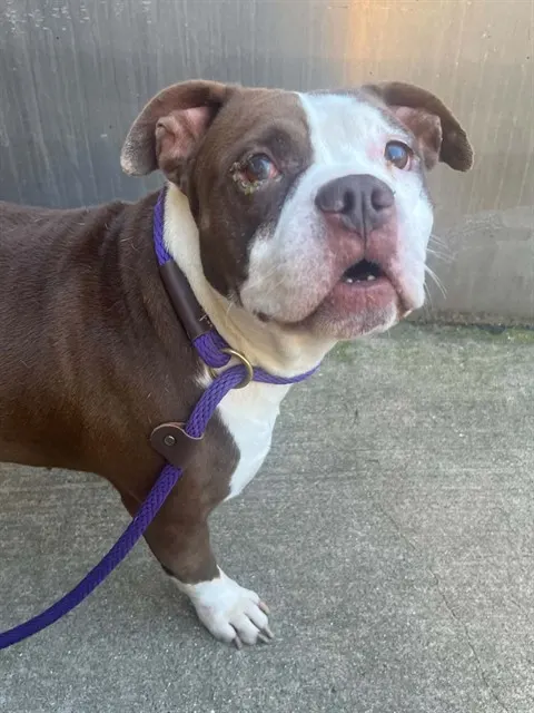 Estrella