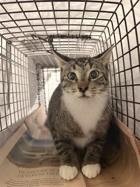 Adoptable Cat