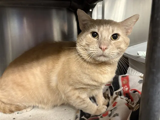 Tater