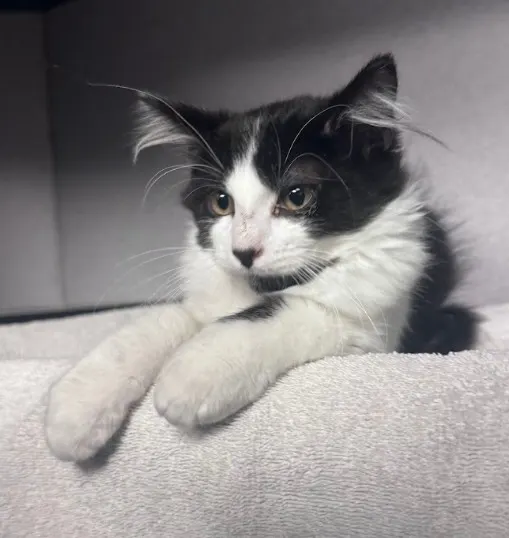 Biscotti