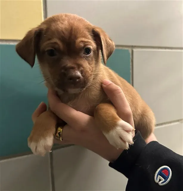 Simba