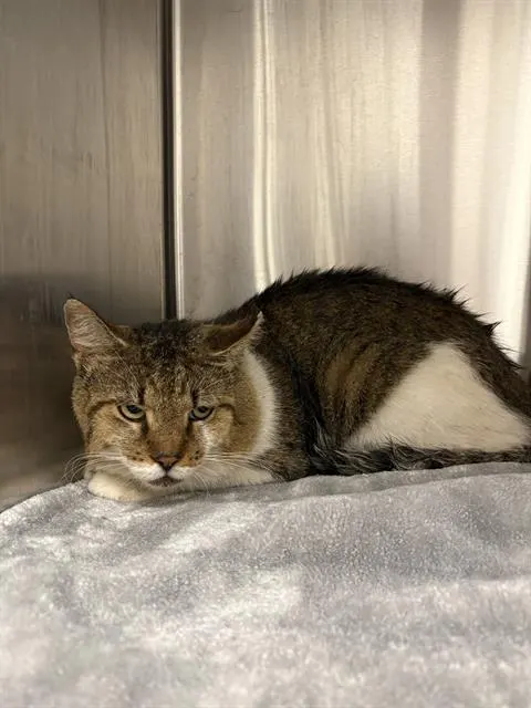 Tom