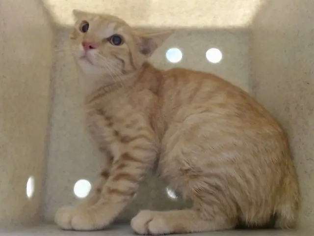 Adoptable Cat