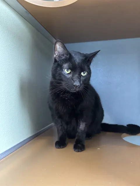 Cheddar