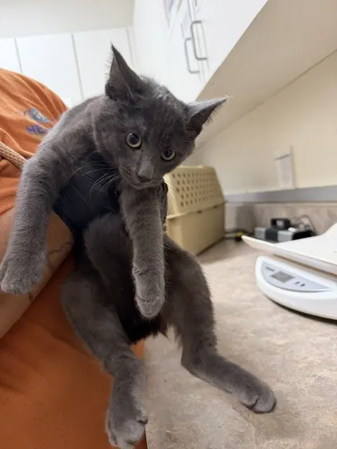Adoptable Cat