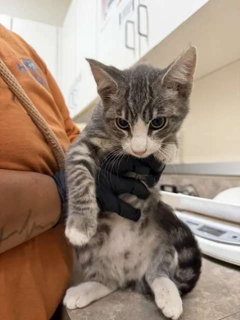 Adoptable Cat