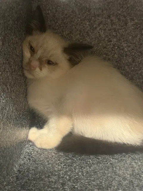 Adoptable Cat
