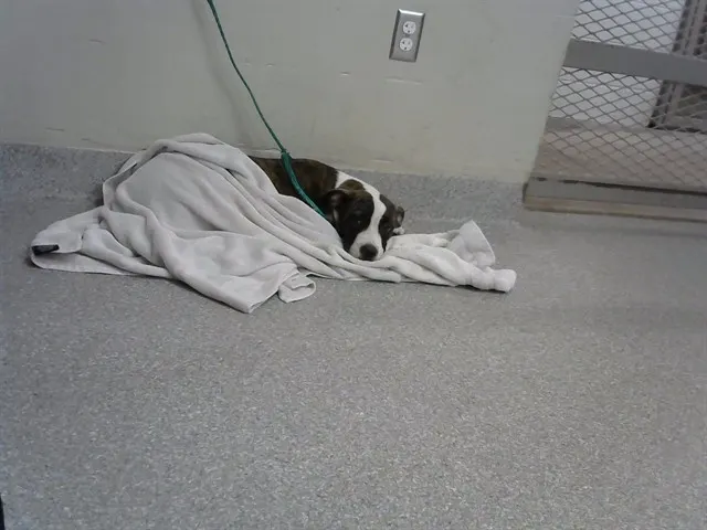 Adoptable Dog