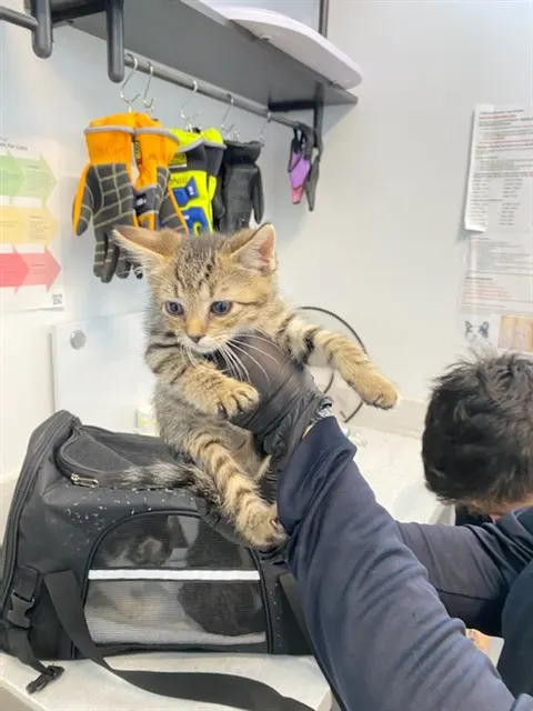 Adoptable Cat