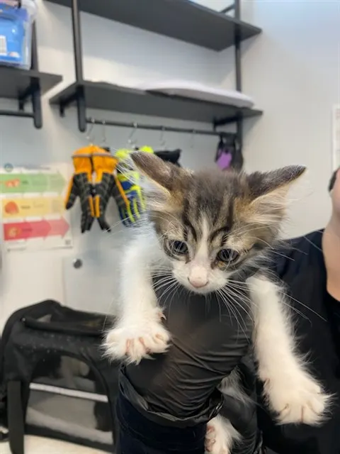 Adoptable Cat