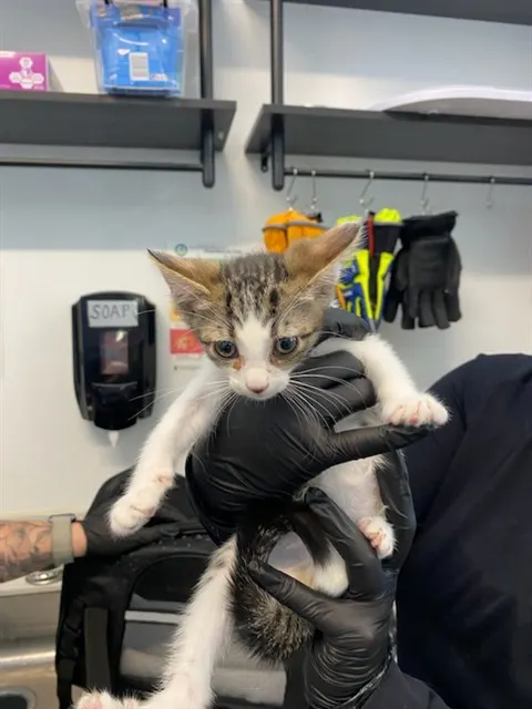 Adoptable Cat