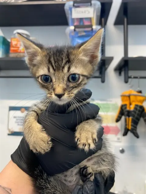 Adoptable Cat