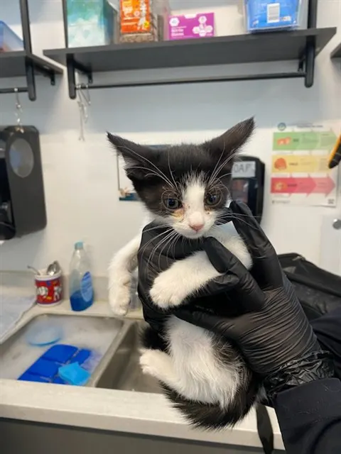 Adoptable Cat