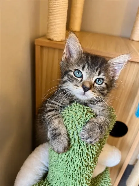Echo