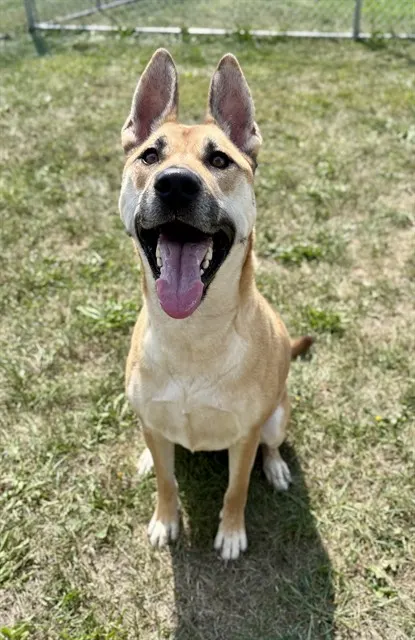 Nala