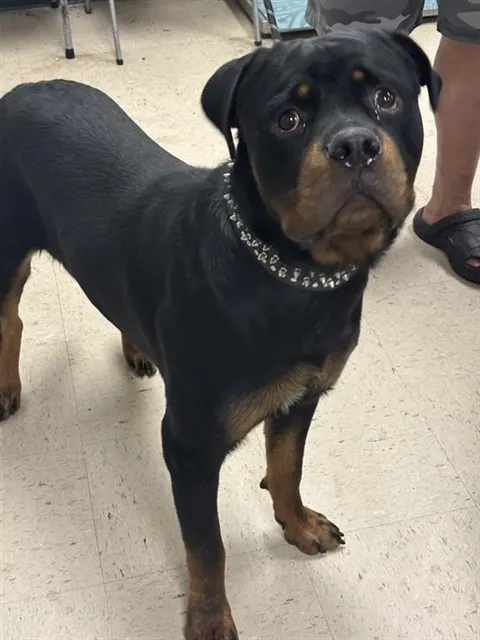 Adoptable Dog