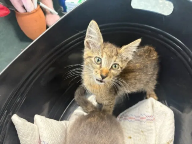 Little Squirt
