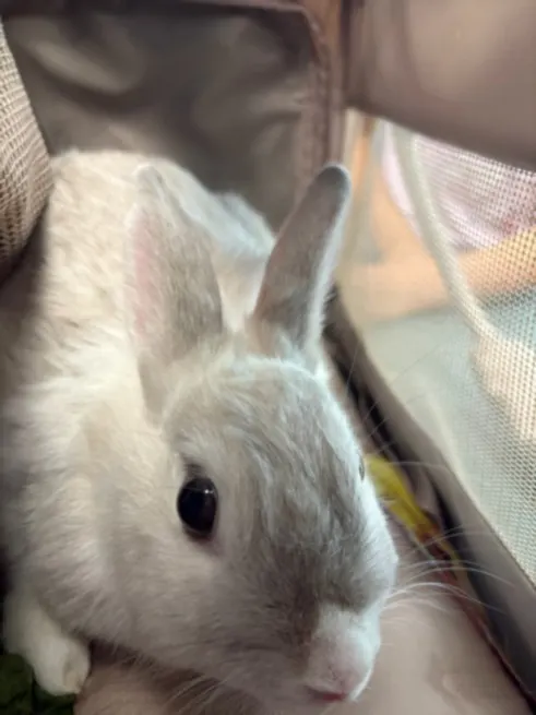 Mochi