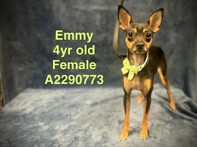 Emmy