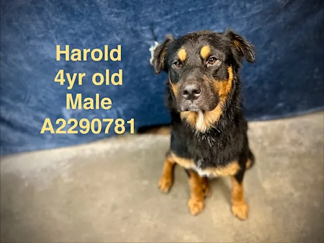 Harold